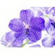 Vanda